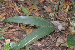 Geonoma cuneata