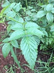 Rubus probus