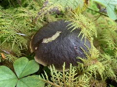 Xerocomellus zelleri