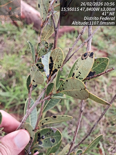 Myrcia guianensis observed 2026-02-26