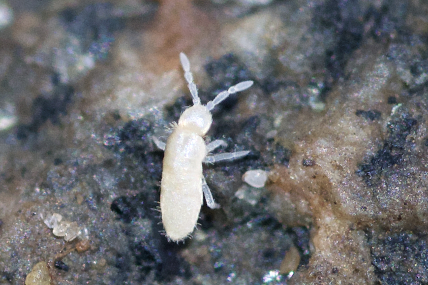 Springtail