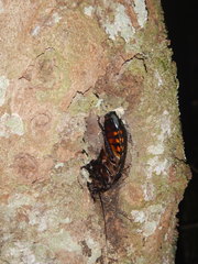 Megaloblatta blaberoides