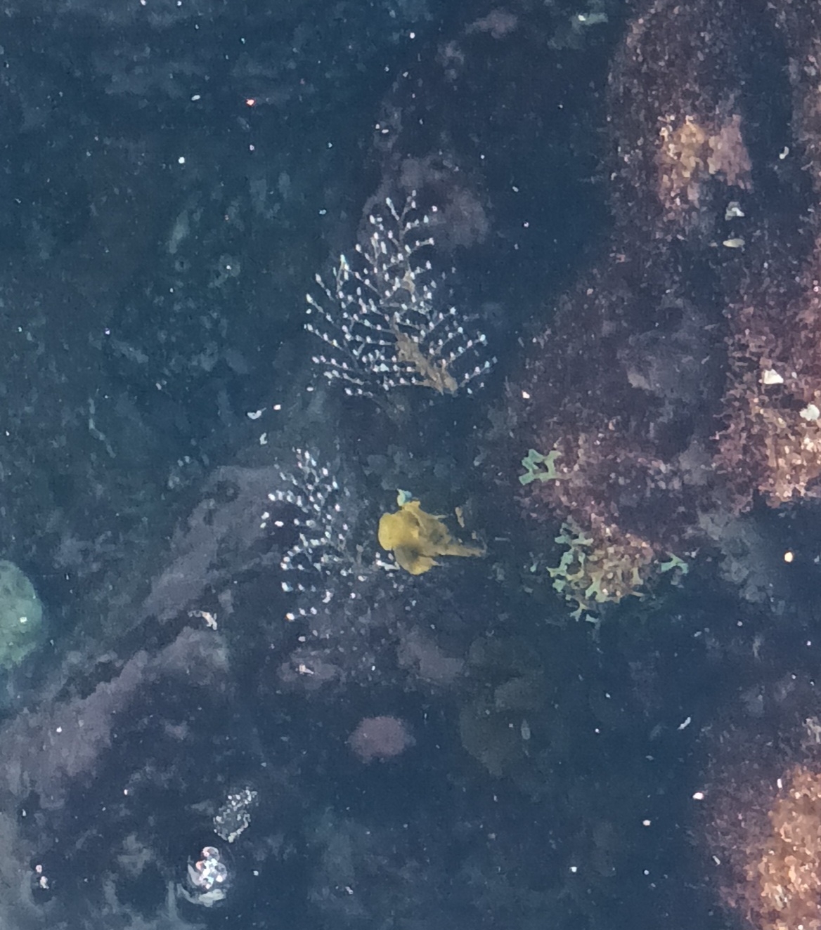 Pennaria disticha