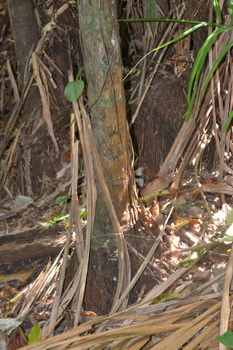 Oenocarpus image