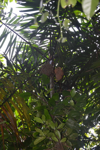 Foto de Bacaba-de-leque