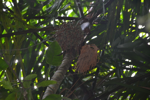 Image of Oenocarpus mapora by (c) Letizia Weichgrebe, some rights reserved (CC BY)