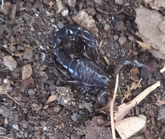 Bothriurus chilensis