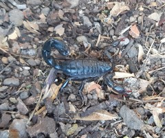 Bothriurus chilensis