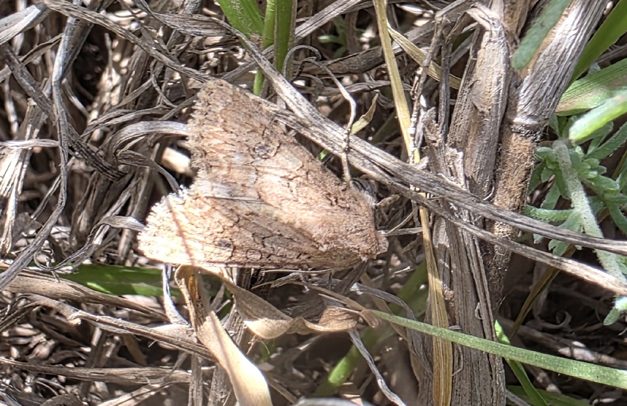 Anarta trifolii