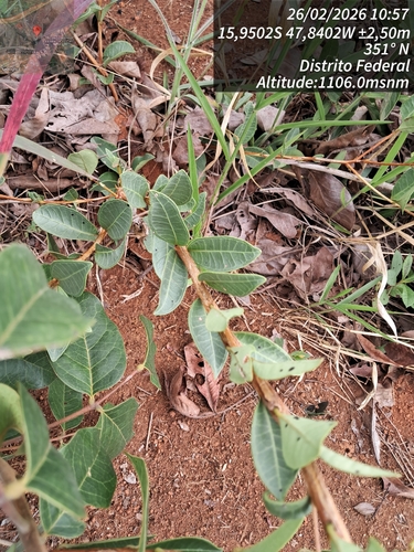 Myrcia guianensis observed 2026-02-26
