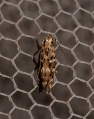 Otonoma anemois