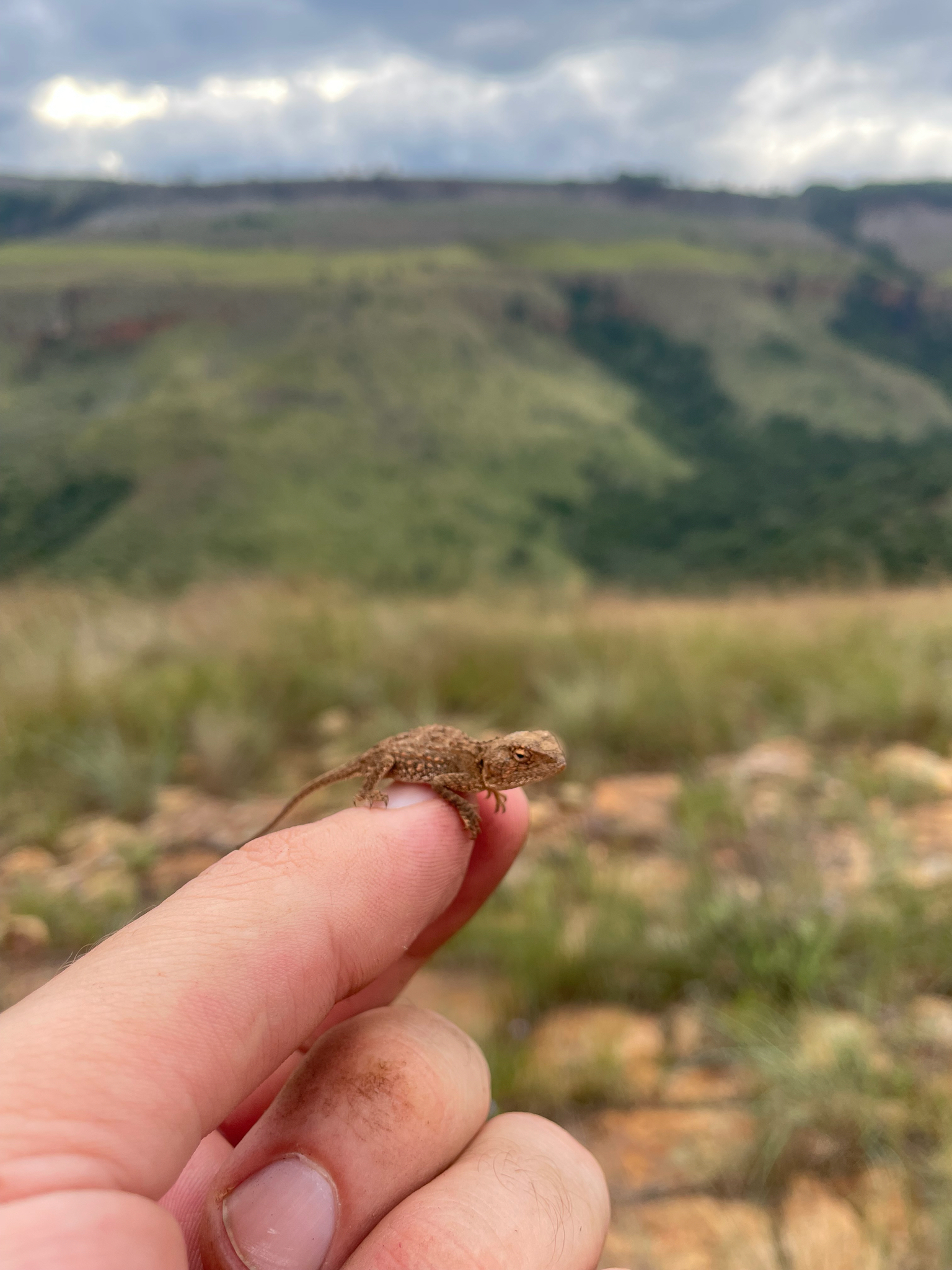 Agama aculeata distanti (Boulenger, 1902)