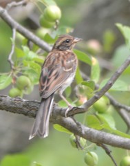 Emberiza rustica