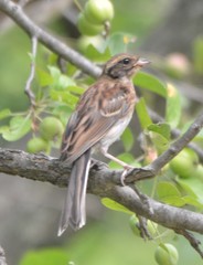 Emberiza rustica