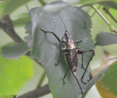 Paratlanticus ussuriensis