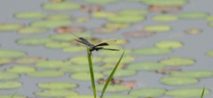 Rhyothemis fuliginosa
