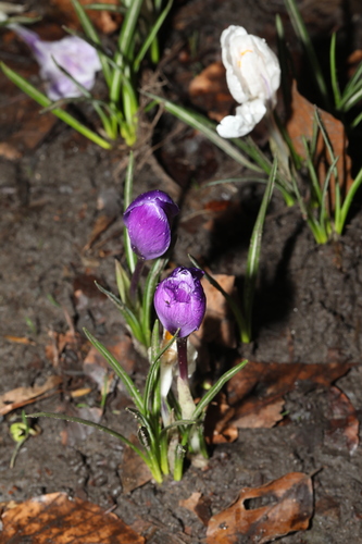 Crocus neapolitanus