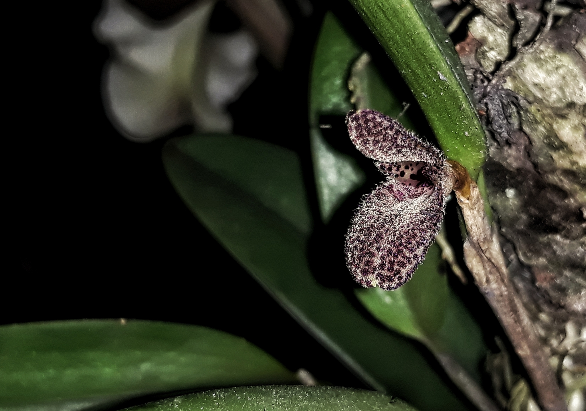 Restrepiella ophiocephala