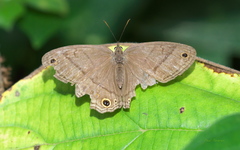 Cissia pompilia