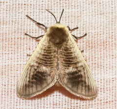 Podalia intermaculata