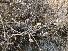 Salix gracilistyla