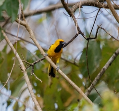 Icterus mesomelas