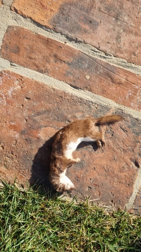 Mustela nivalis observed by svit__