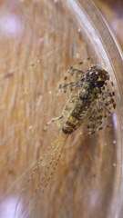 Maccaffertium mediopunctatum