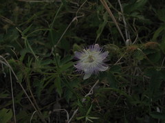 Passiflora arizonica