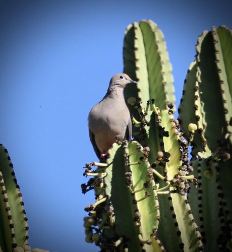 Mourning Dove