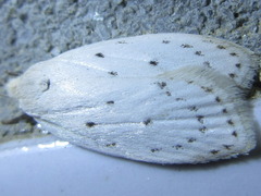 Scythropiodes approximans