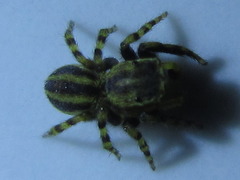 Talavera ikedai
