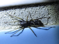 Castianeira flavimaculata