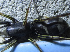 Castianeira flavimaculata