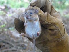Peromyscus simulus