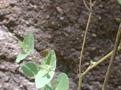 Piruna aea