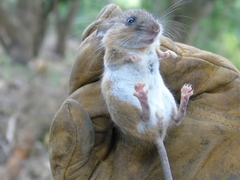 Peromyscus simulus