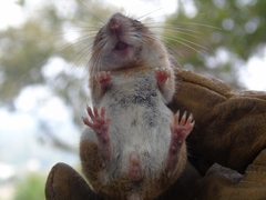 Peromyscus simulus