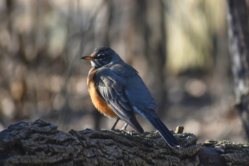 American Robin