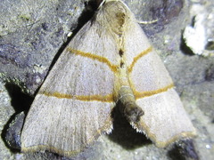 Gonepatica opalina