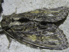 Fusadonta basilinea