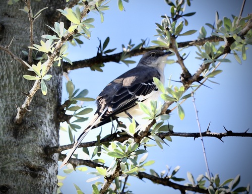 Northern Mockingbird