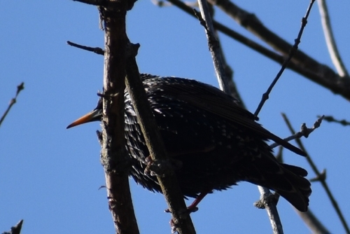 European Starling