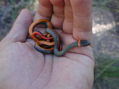 Diadophis punctatus regalis