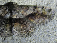 Satoblephara parvularia