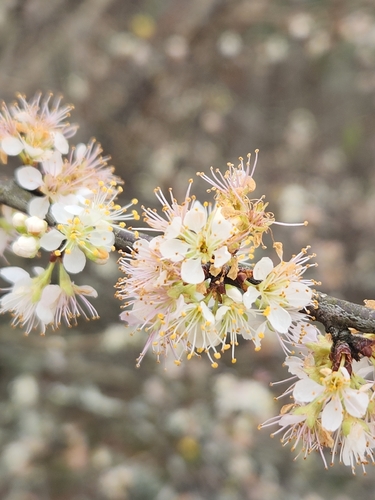 Prunus angustifolia