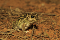 Sudell's Frog photo 4