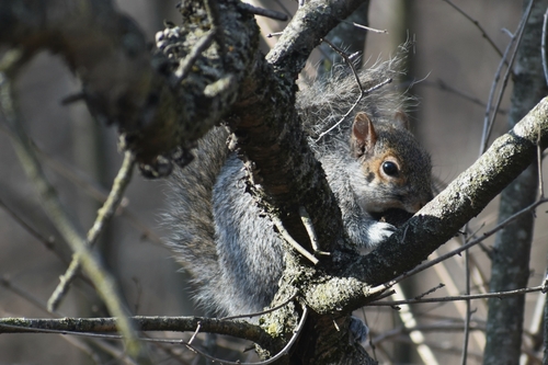 Eastern Gray Squirrel