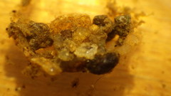 Glossosoma nigrior