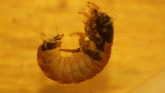 Glossosoma nigrior